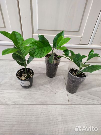 Лимон Мейер