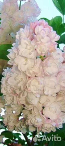 Сирень красавица Москвы