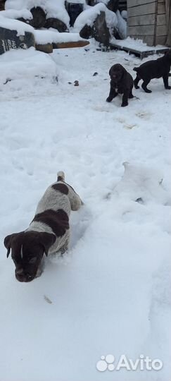 Щенки дратхара