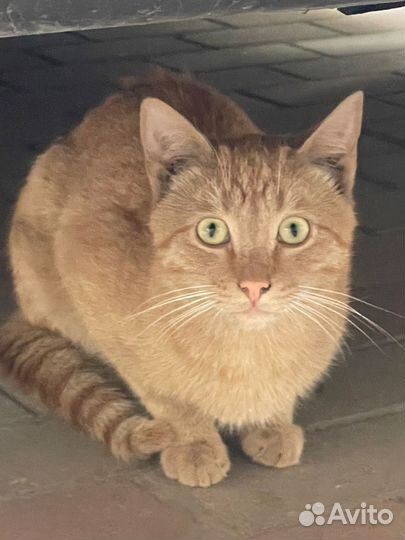 Рыжий кот