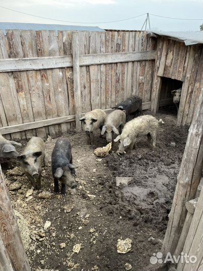 Распродаю скотину