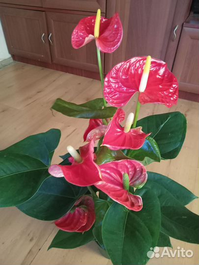 Антуриум Красный 60см