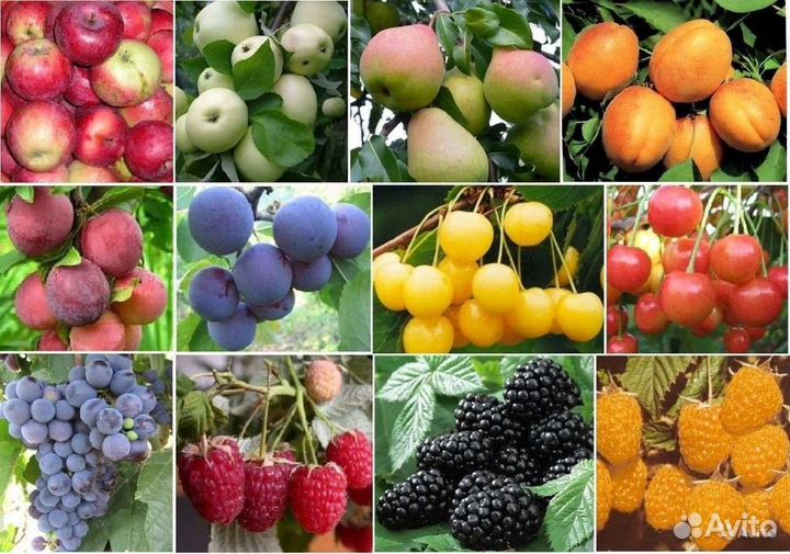 Саженцы плодовые, декоративные и многолетники