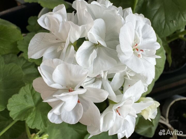 Пеларгония герань