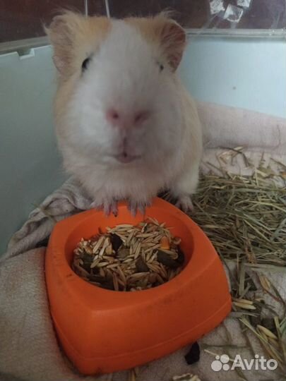 Передержка грызунов