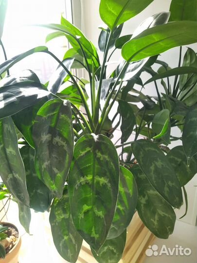 Комнатные растения Аглаонема