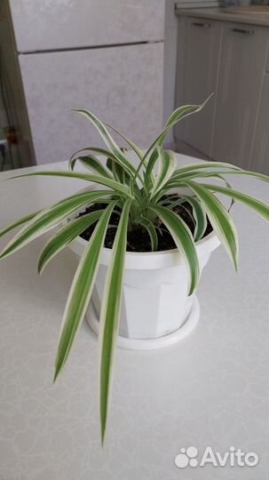 Хлорофитум хохлатый