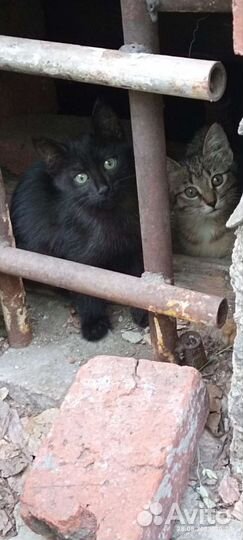 Котята ищут дом или передержку