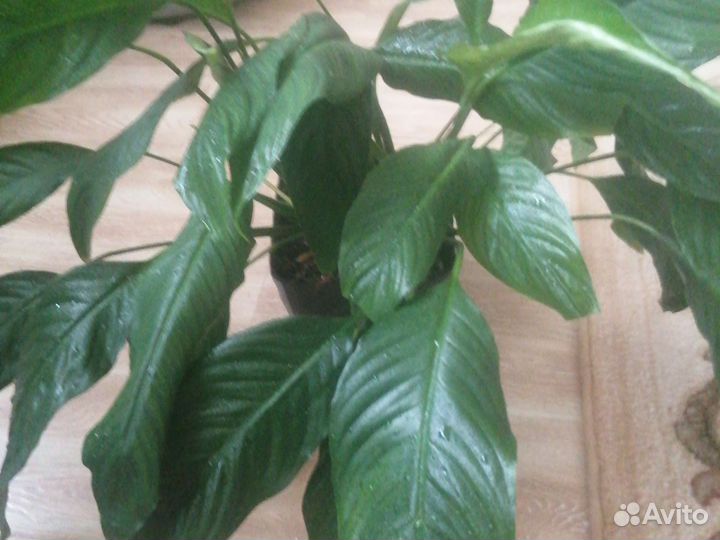 Спатифиллум разные сорта