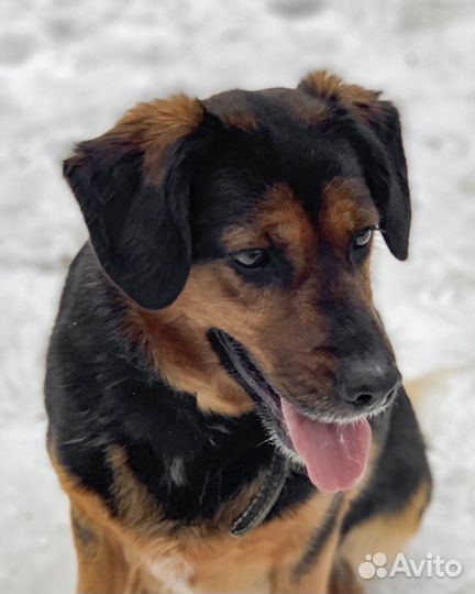 Собака в добрые руки