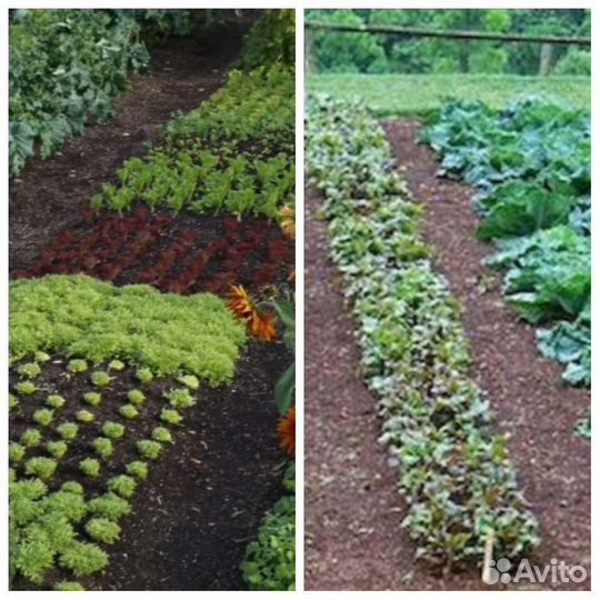 Удобрение из кофе