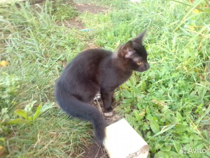 Котята бесплатно