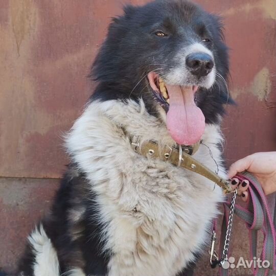 Радик в поиске истенного дома