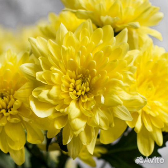 Саженцы Хризантемы 11 сортов в горшке 9*9 доставка