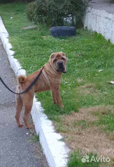 Отдам в добрые руки