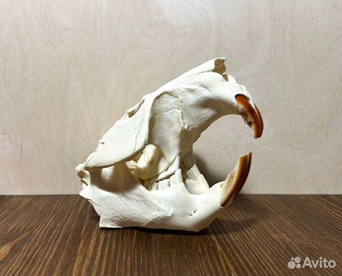 Череп бобра (имитация )