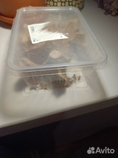 Корм для стрижа. Сверчки. Живые и замороженные