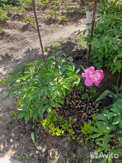 Пион розовый саженец