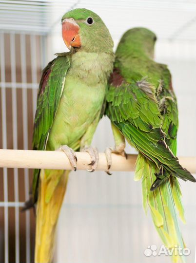 Александрийский попугай ручные птенцы
