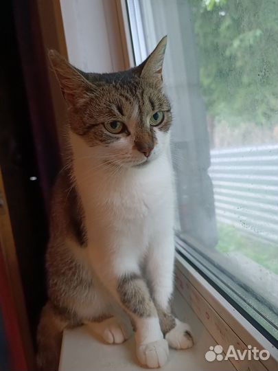 Кошка в дар