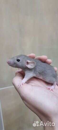 Крысята крысы дамбо стандарт фавн альбинос сиамы