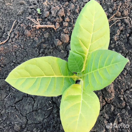 Семена табака