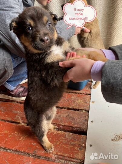 Собаки бесплатно в добрые руки