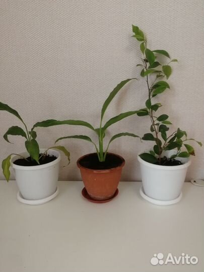 Комнатные растения