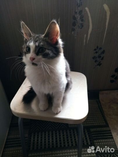 Котенок мальчик