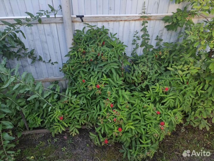 Клубника-малина