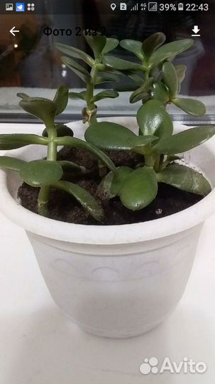 Толстянка Денежное дерево