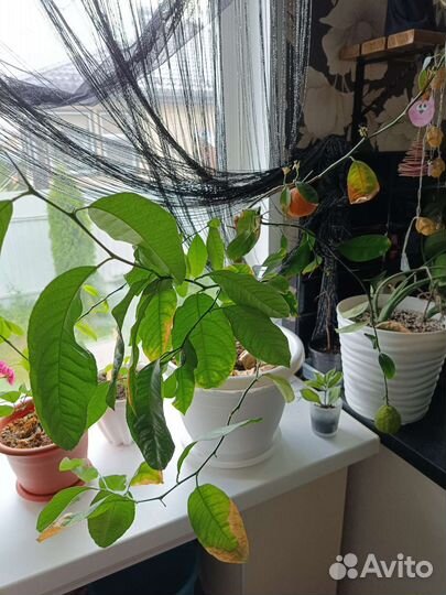 Мандарин, Кофе арабика, комнатная мята