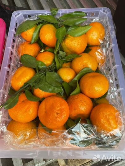 Сердечки утиные 