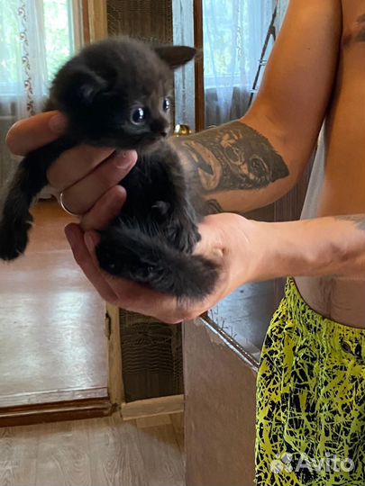 Кошки в добрые руки