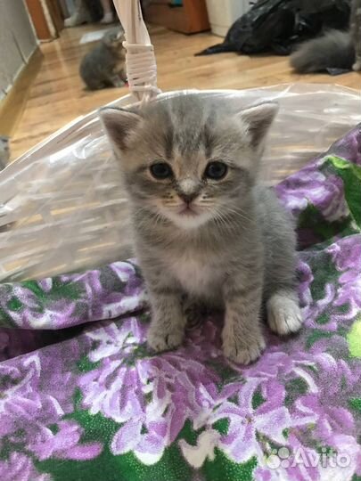 Шотландские вислоухие котята