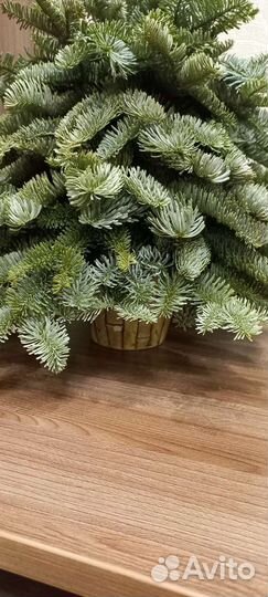 Елочка ищ датского голубого лапника