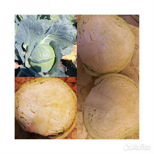 Продам белокочанную капусту