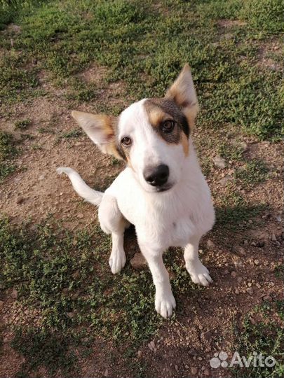 Отдам щенков в добрые руки