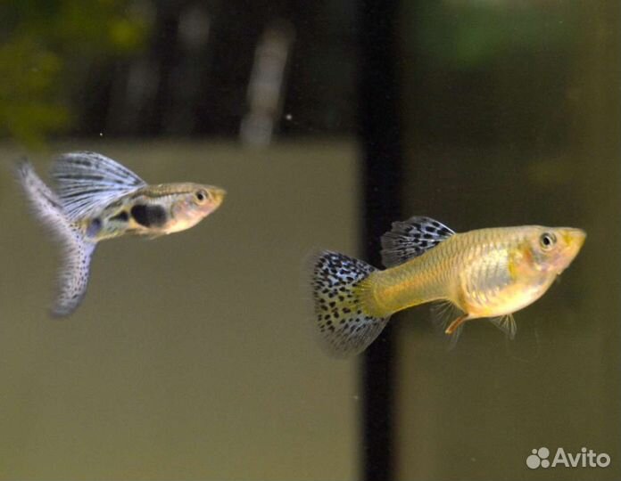 Гуппи голубая трава