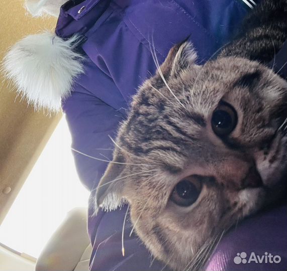 Кот ищет кошечку для вязки