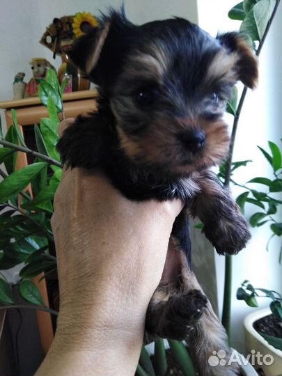 Йоркширский терьер щенки