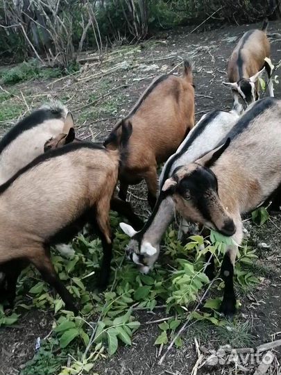 Альпийские козы