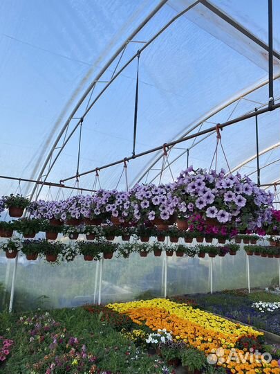 Петуния ампельная в подвесных кашпо