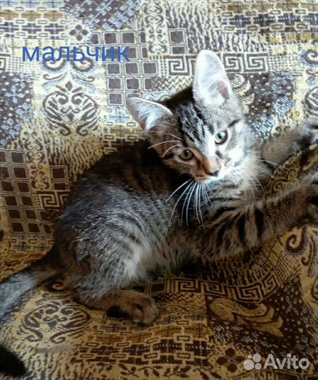 Ласковые котята в добрые руки