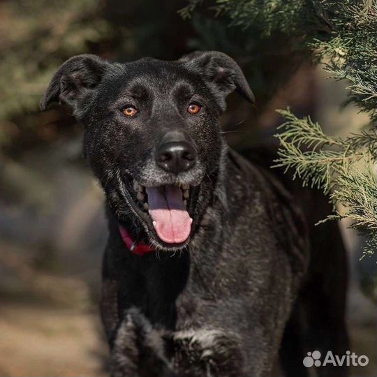 Заберите собаку из приюта