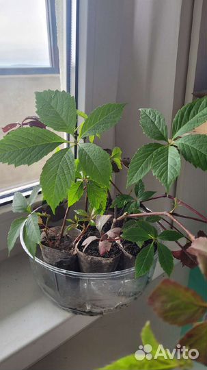 Девичий виноград