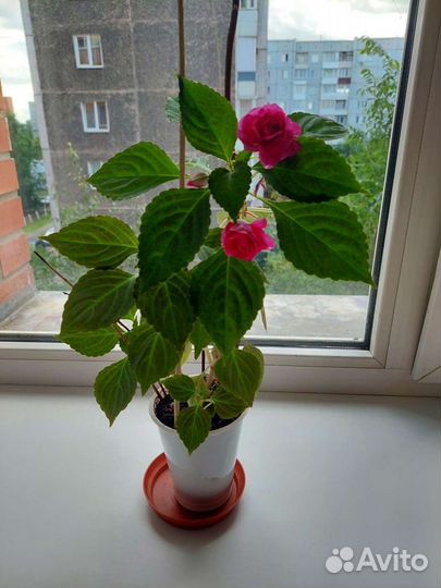 Бальзамин ванька мокрый