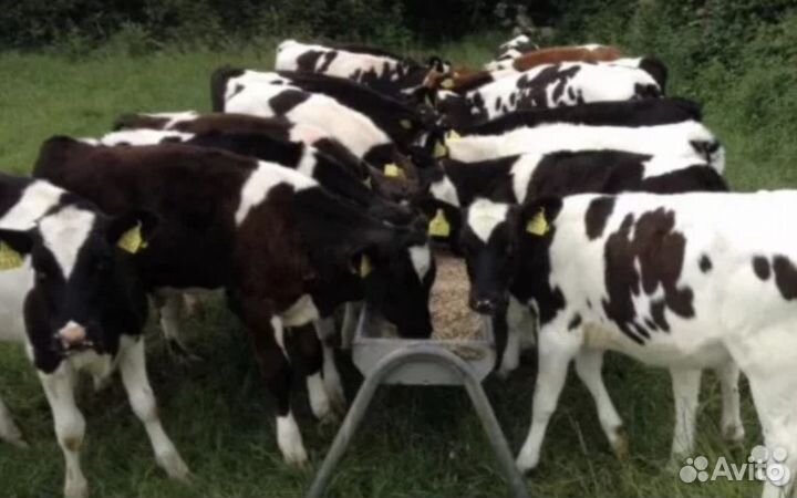 Бычки телята отпоенные