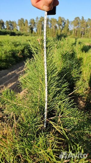 Саженцы сосны обыкновенной окс от производителя
