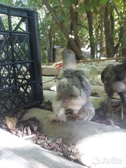 Цыплята трёх дневные Брама